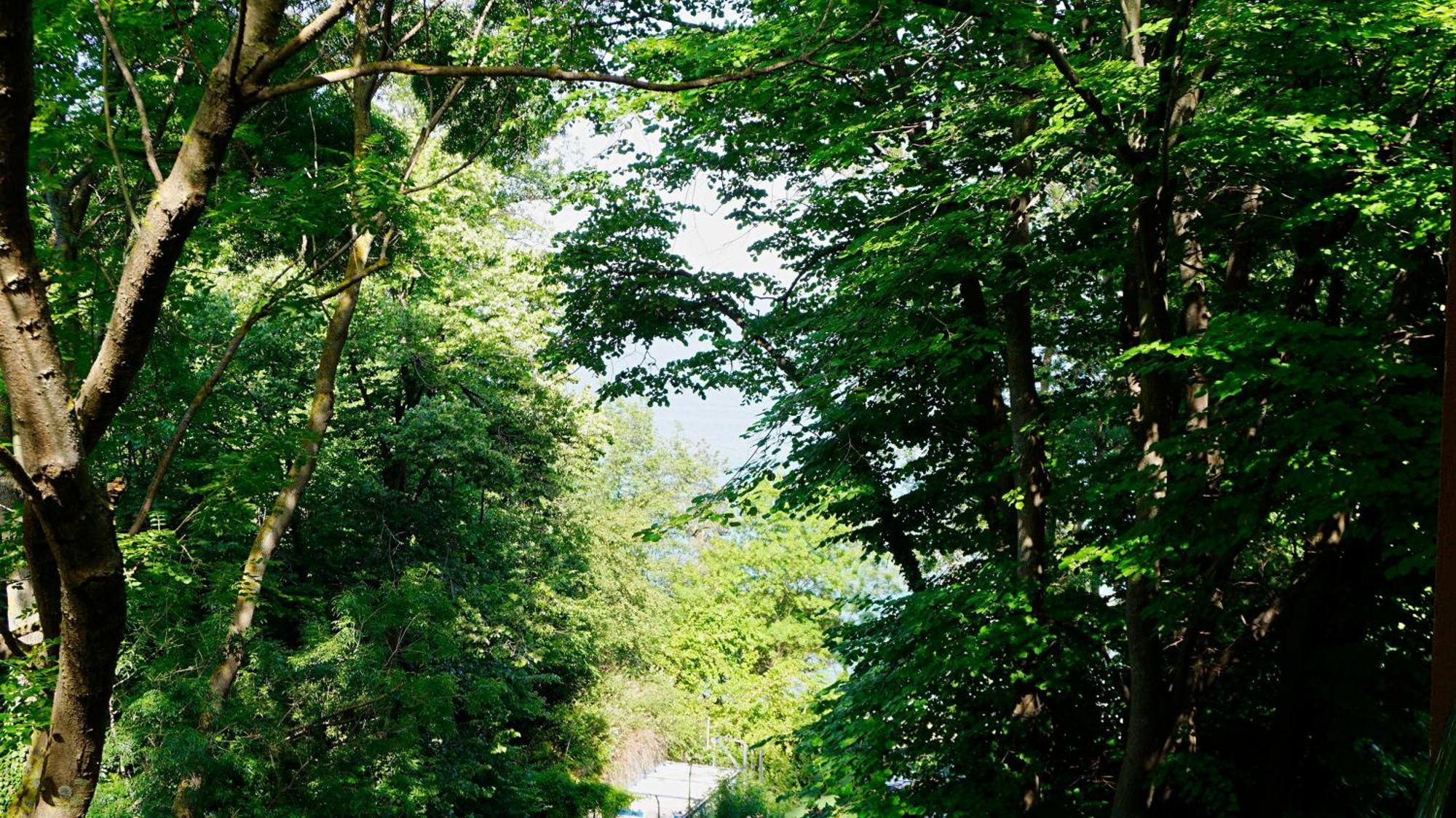 Бяла Клиф Форест - Byala Cliff Forest Kültér fotó